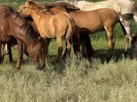 公马, Kazakh horse — 照片 5