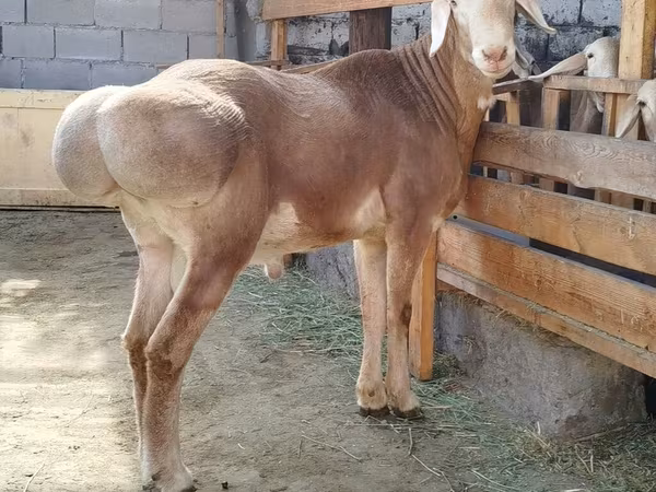 Qoʻchqor, Arashan sheep