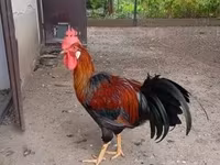 Chickens — foto 1
