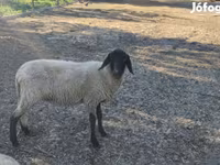 Oveja, Tsigai sheep — foto 4