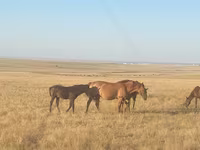 Kobyła, Kazakh horse — zdjęcie 1
