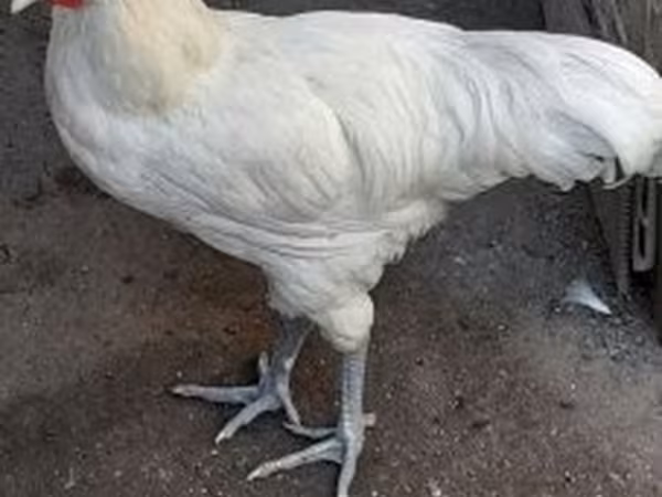 Australorp