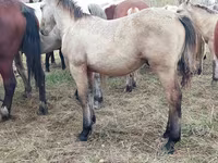 Cheval, Chevaux — photo 7
