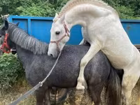 母马, Horses — 照片 3