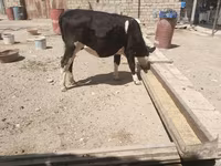 雌牛, Russian Black pied cattle — 写真 1