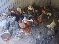 Chickens — zdjęcie 2