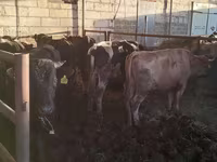 Bik, Simmental cattle — fotografija 1