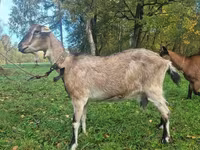 Koza, Alpine goat — zdjęcie 1