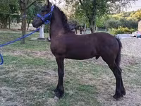 公马, Friesian — 照片 1