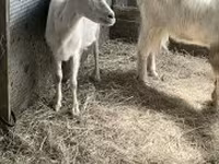 母山羊, Goats — 照片 1