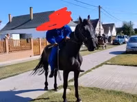 घोड़ी, Nonius horse — फ़ोटो 4
