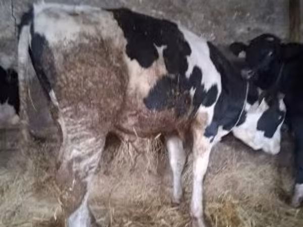 公牛, Russian Black pied cattle