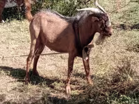 Koze (partija, pol nije naveden), Beetal goats — fotografija 3