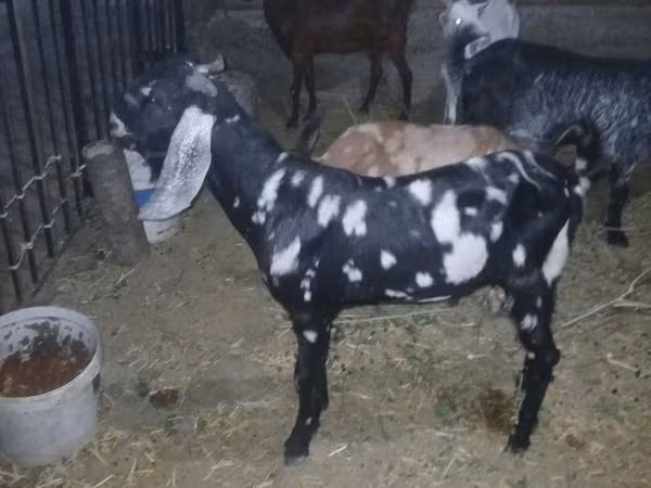 Boucs, Beetal goats
