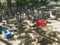 Geese — Foto 4