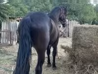 Cavalo, Friesian — foto 4