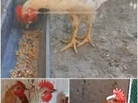 Chickens — fotografija 3