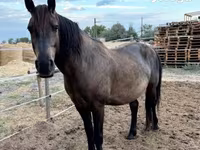 घोड़ा, Hucul pony — फ़ोटो 2