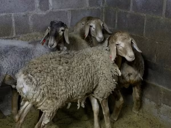 Qoç, Qoyunlar