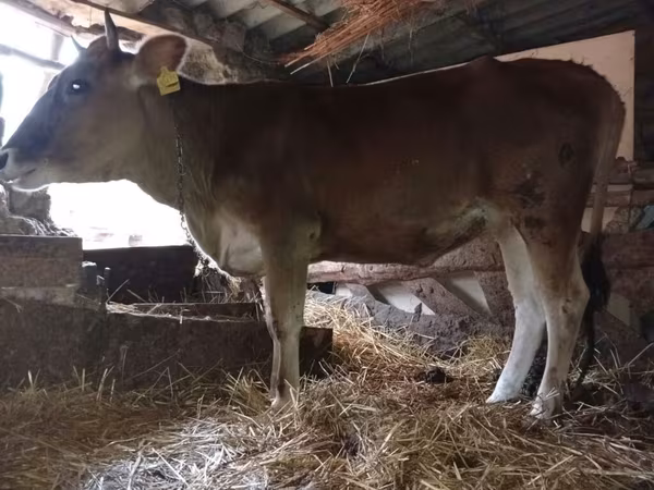 Vache, Race rouge tachetée