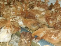 Chickens — foto 5