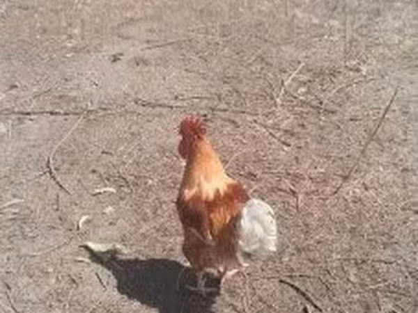 Chickens