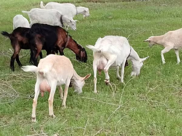 Koza, Saanen goat