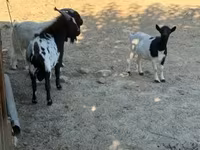 母山羊, Dutch Landrace goats — 照片 1