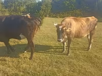 Krava, Simmental cattle — fotografija 5