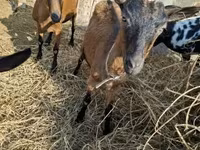 बकरा, Alpine goat — फ़ोटो 5