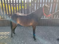 Caballo, Caballos — foto 2