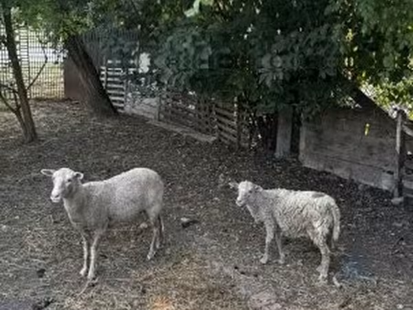 Ovelhas (lote, sexo não especificado), Racka sheep — Hungria