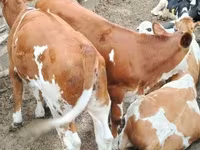 Bull, Holstein breed — photo 3