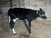 मवेशी (लॉट, लिंग निर्दिष्ट नहीं), Russian Black pied cattle — फ़ोटो 2