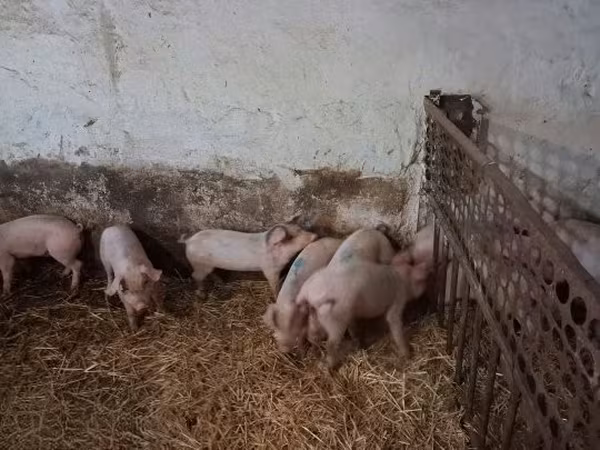 Porca, Porcos — Hungria