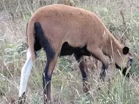 Sheep, Cameroon sheep — photo 5