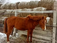 At, Kazakh horse — foto 6