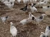 Chickens — fotografija 3