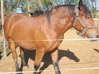Stute, Hungarian horse breed — Foto 1