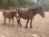Égua, Cavalos — foto 3