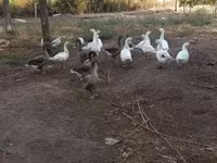 Geese — 2-rasm