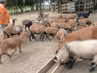 Sheep (batch, sex not specified), Sheep — photo 1