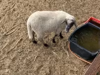 Ram, Tsigai sheep — photo 5
