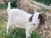 Коза, Boer goat — фото 3