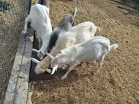 Taka, Saanen goat — 3-rasm