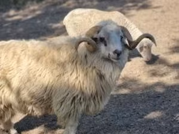 Ram, Sheep