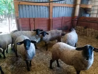 भेड़, White Suffolk sheep — फ़ोटो 1