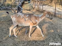 Koza, Nubian Goat — fotografija 4