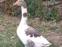 Geese — Foto 1