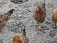 Danish hen — photo 5